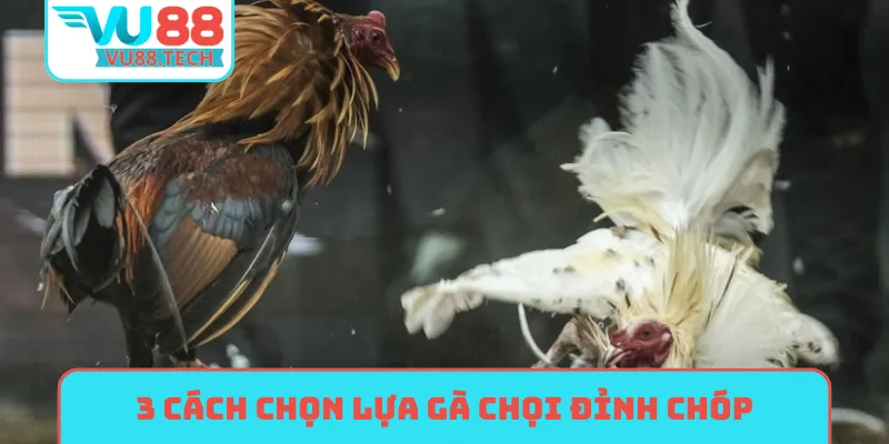 3 cách chọn lựa gà chọi đỉnh chóp