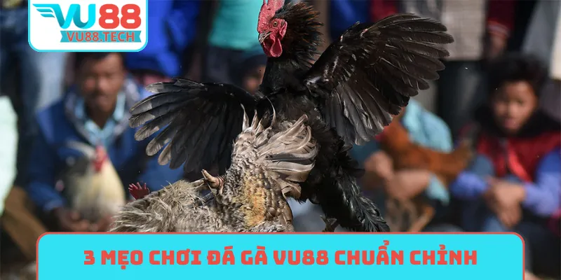 3 mẹo chơi đá gà VU88 chuẩn không cần chỉnh