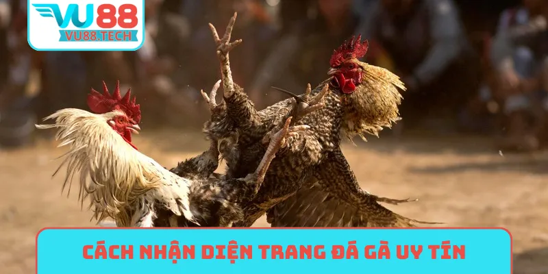 Cách nhận diện trang đá gà uy tín