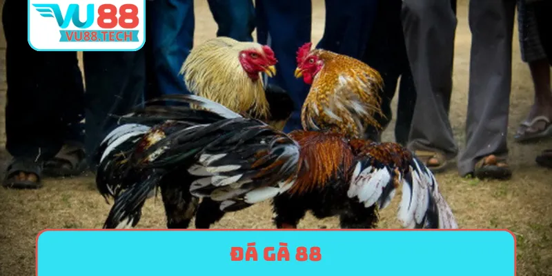 đá gà 88