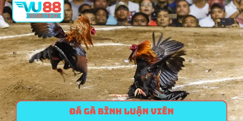 đá gà bình luận viên