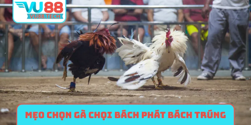 Mẹo chọn gà chọi bách phát bách trúng