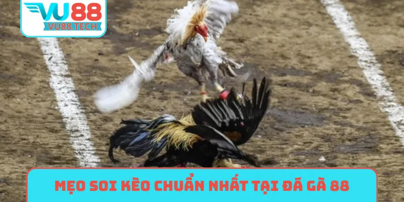 Mẹo soi kèo chuẩn nhất tại đá gà 88