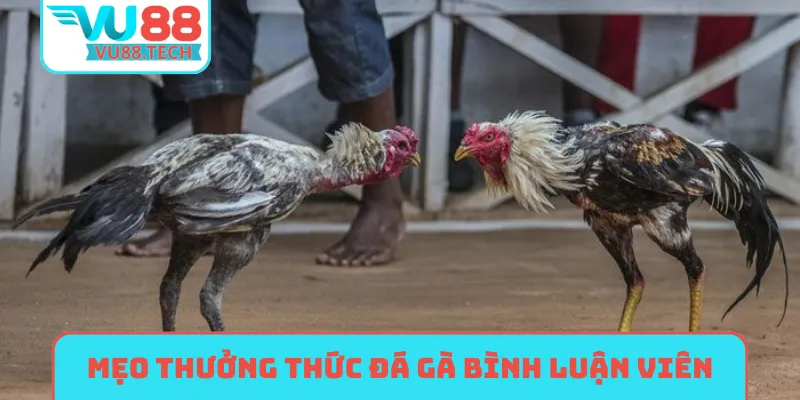Mẹo thưởng thức đá gà bình luận viên hấp dẫn