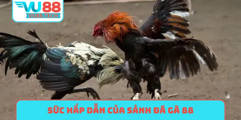 Sức hấp dẫn của sảnh đá gà 88