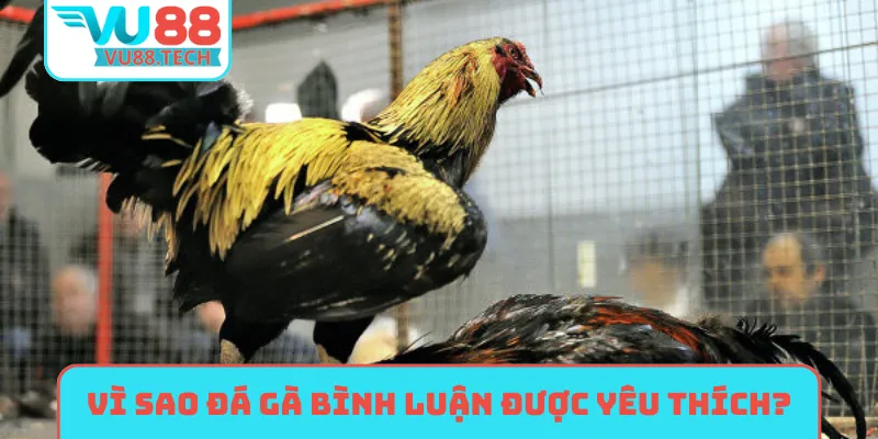 Vì sao đá gà bình luận viên được yêu thích?